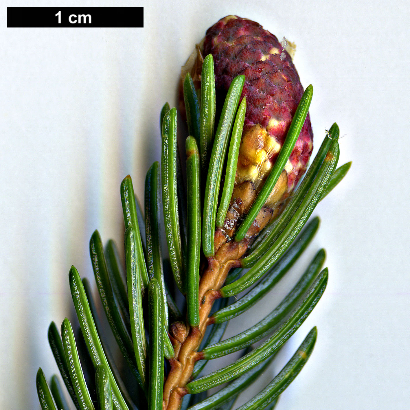 High resolution image: Family: Pinaceae - Genus: Picea - Taxon: alcoquiana - SpeciesSub: var. reflexa